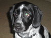 Riley - ADOPTED 06.11.11