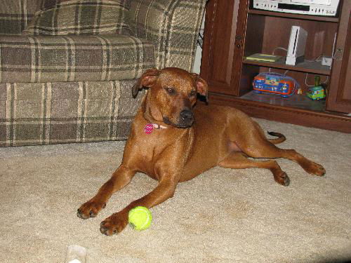 Willow-ADOPTED-7.19.11