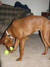 Willow-ADOPTED-7.19.11