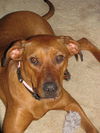Willow-ADOPTED-7.19.11