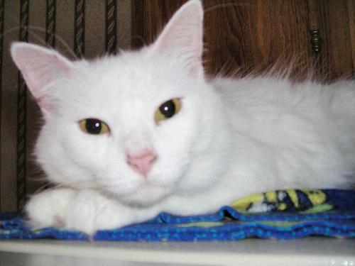Cotton - ADOPTED 04.14.12