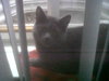 Smokey - ADOPTED 07.30.11