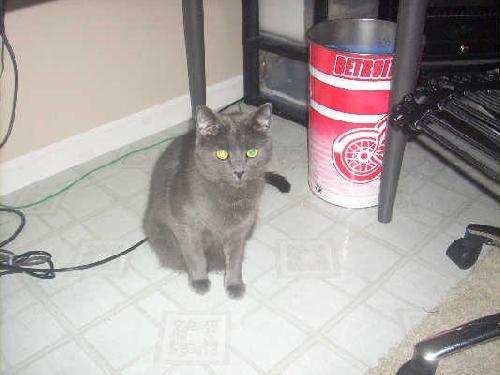 Smokey - ADOPTED 07.30.11