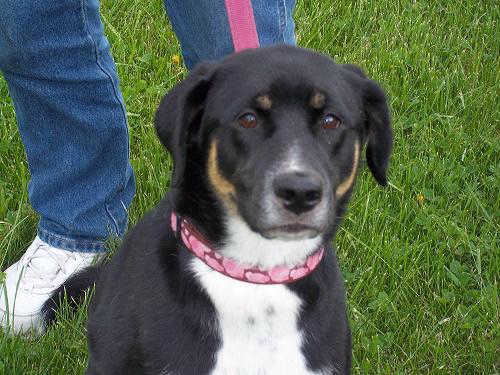 Nya - ADOPTED 09.22.11