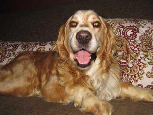 Mosby - ADOPTED 07.02.11