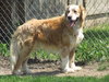 Mosby - ADOPTED 07.02.11