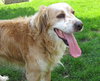 Mosby - ADOPTED 07.02.11