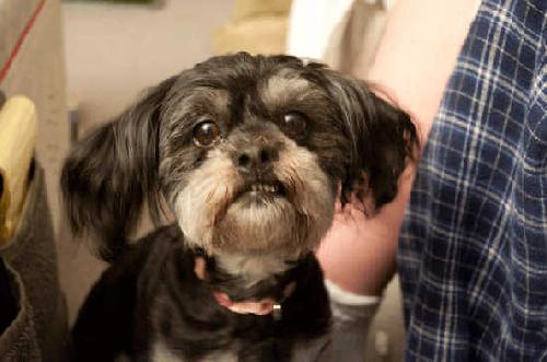 Fruitti - ADOPTED 06.12.11