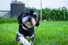 Fruitti - ADOPTED 06.12.11
