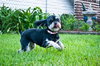 Fruitti - ADOPTED 06.12.11