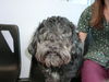 Toby-ADOPTED