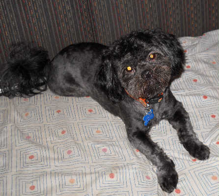 Toby-ADOPTED