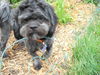 Toby-ADOPTED