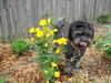 Toby-ADOPTED