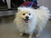 Mickey - ADOPTED 07.09.11