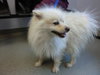 Mickey - ADOPTED 07.09.11