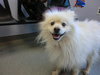 Mickey - ADOPTED 07.09.11