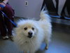 Mickey - ADOPTED 07.09.11