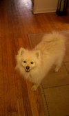 Mickey - ADOPTED 07.09.11