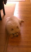 Mickey - ADOPTED 07.09.11