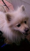Mickey - ADOPTED 07.09.11