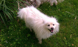 Mickey - ADOPTED 07.09.11