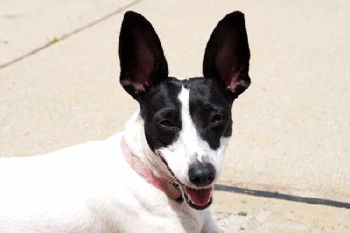 Stella - ADOPTED 6.10.11