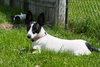Stella - ADOPTED 6.10.11
