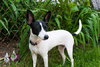 Stella - ADOPTED 6.10.11