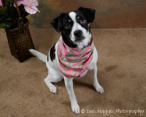 Snookie - ADOPTED 5.24.12