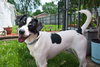 Snookie - ADOPTED 5.24.12