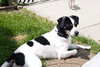 Snookie - ADOPTED 5.24.12