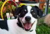 Snookie - ADOPTED 5.24.12