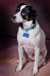 Snookie - ADOPTED 5.24.12