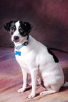 Snookie - ADOPTED 5.24.12