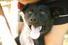 Tori-ADOPTED 6.20.11