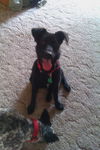 Tori-ADOPTED 6.20.11