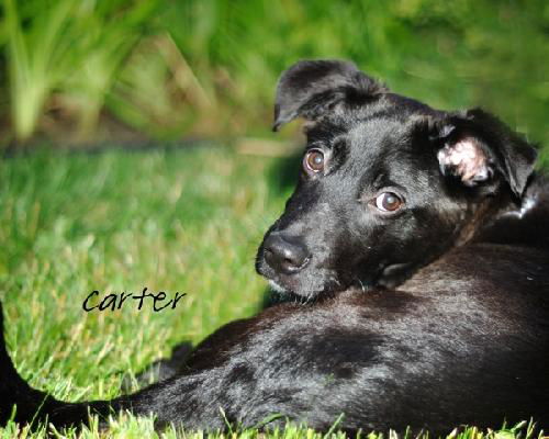 Carter-ADOPTED-10.1.11