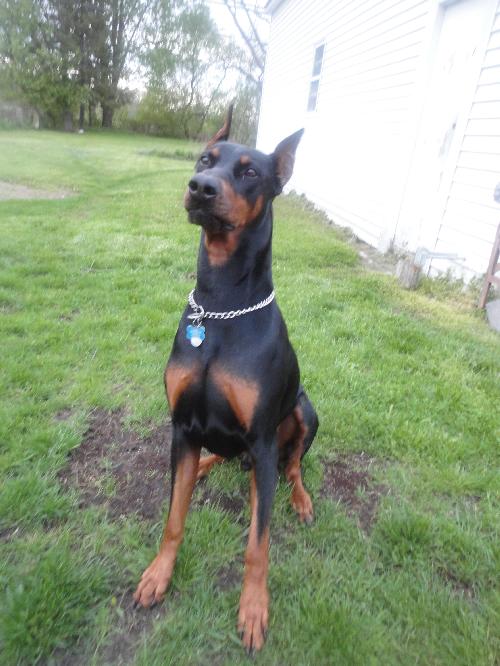 Diesel-ADOPTED 04.01.10