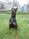 Diesel-ADOPTED 04.01.10