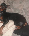 Diesel-ADOPTED 04.01.10