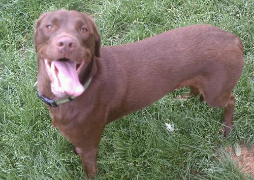 Forest-ADOPTED