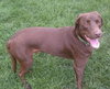 Forest-ADOPTED
