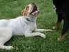 Twinkle - ADOPTED 9.5.11