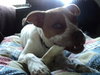 Twinkle - ADOPTED 9.5.11