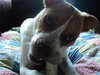 Twinkle - ADOPTED 9.5.11