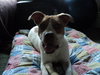 Twinkle - ADOPTED 9.5.11