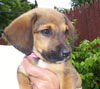 Sc Litter Mindy - ADOPTED 07.15.11