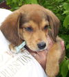 Sc Litter Mork - ADOPTED 07.06.11