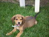 Sc Litter Mork - ADOPTED 07.06.11